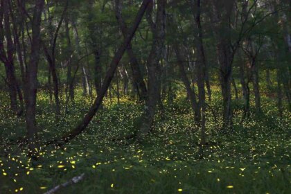 Mt. Oritsume Glows by Light of Himebotaru Fireflies in Iwate Prefecture ...